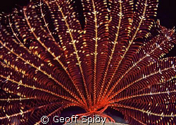 a beautiful feather star on a night dive by Geoff Spiby 